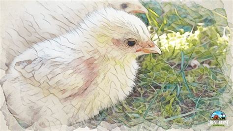 Chicken Training 101: Train A Chicken to Sit, Come, Stay, Etc.